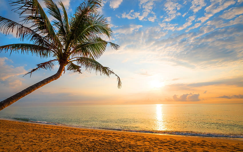 Beautiful seascape, Sunset, Sand, Tree, Shore, Beach HD wallpaper