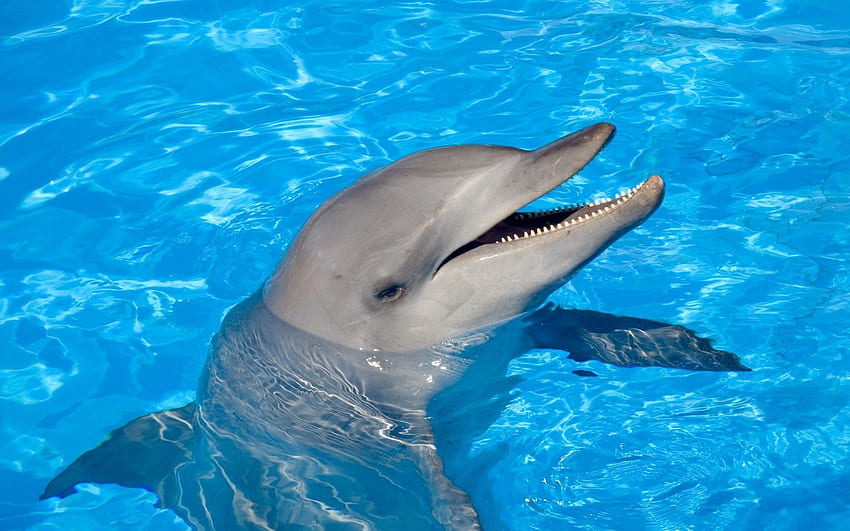 Delphin, Tiere, Wasser, Kopf, Schwimmen, Schwimmen HD-Hintergrundbild