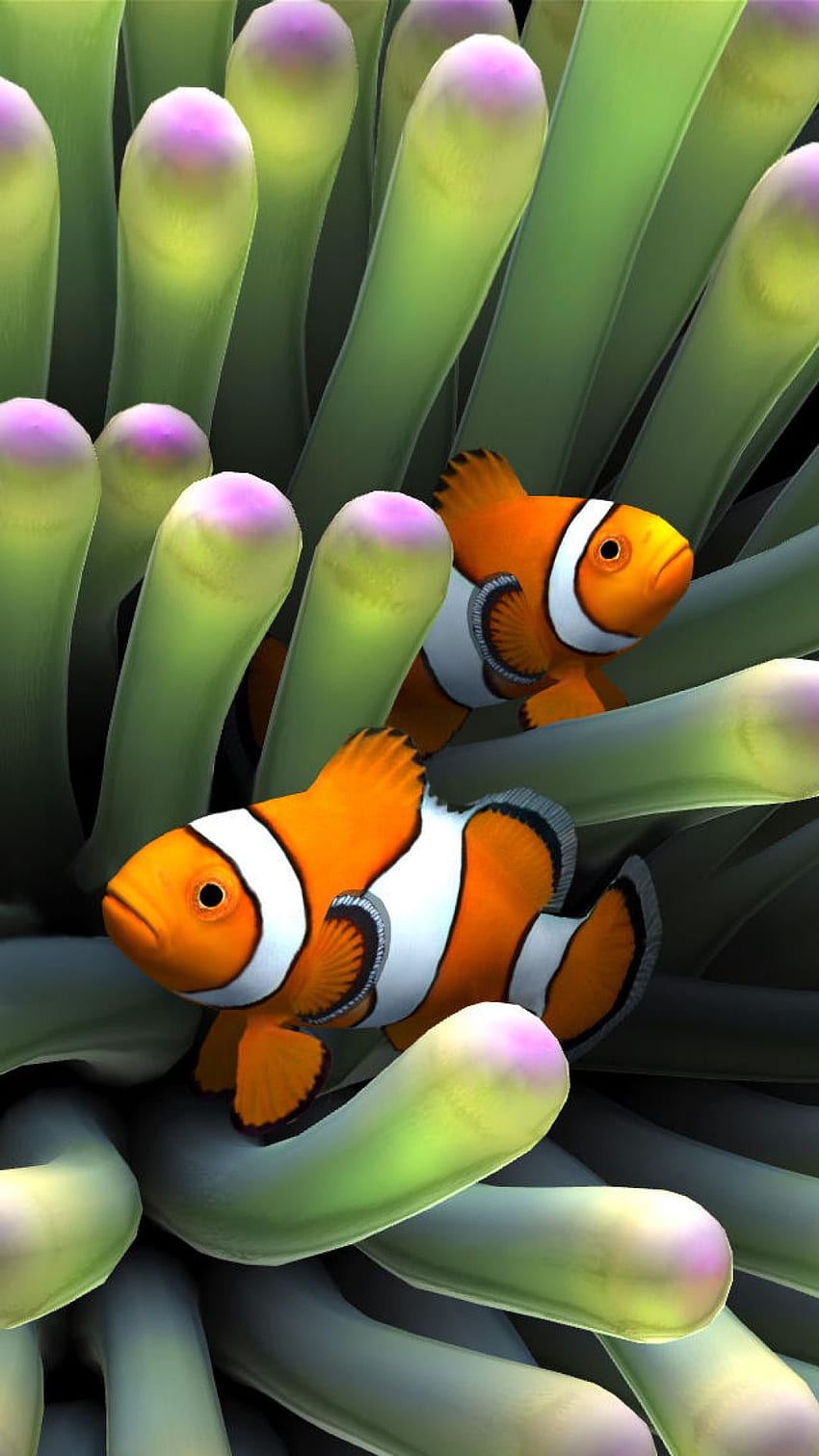 Clown Fish iPhone 8, Clownfish Tapeta na telefon HD