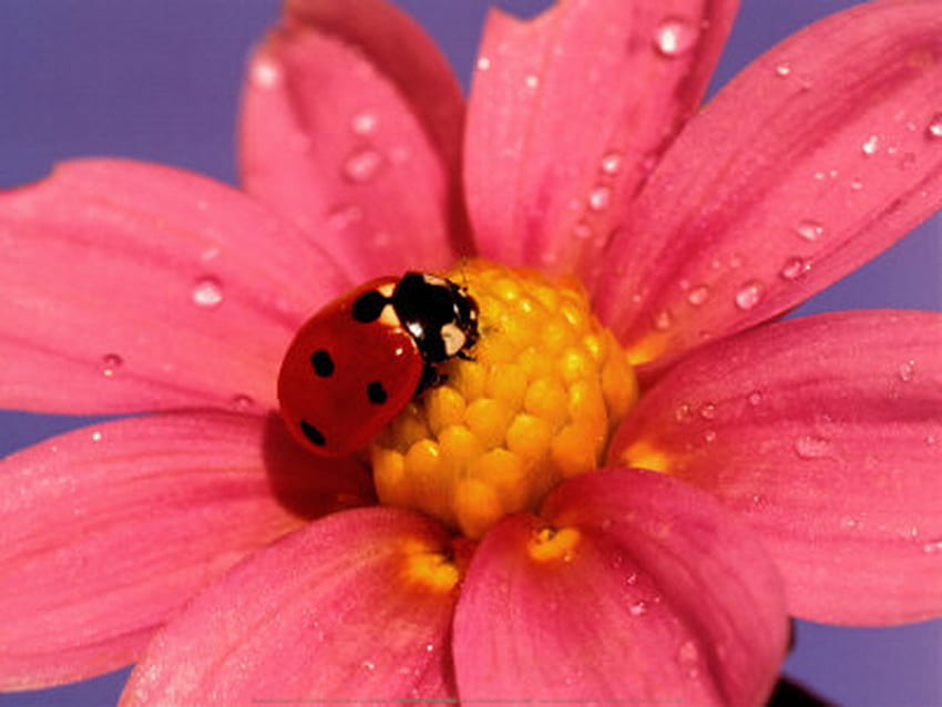ladybug, pink, morning, dew, flower HD wallpaper