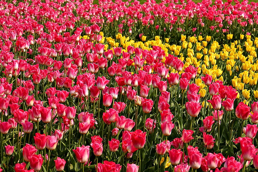 Blumen, Rosa, Tulpen, Blumenbeet, Blumenbeet HD-Hintergrundbild