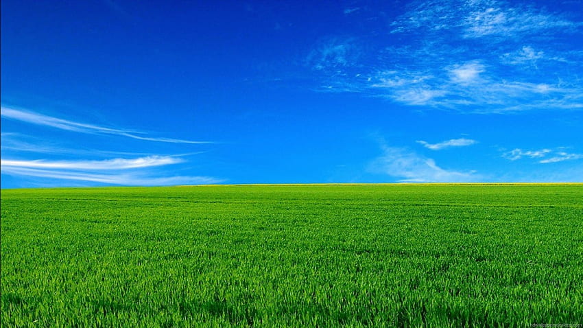Herbe verte sous la nature de ciel bleu, herbe verte et ciel bleu Fond d'écran HD