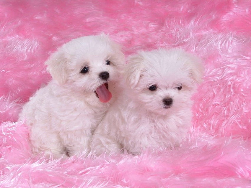 Two Cute Puppies High Definition, Cute Puppy HD wallpaper | Pxfuel