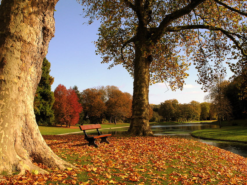 парк в есенните цветове, есен, цветове, парк HD тапет