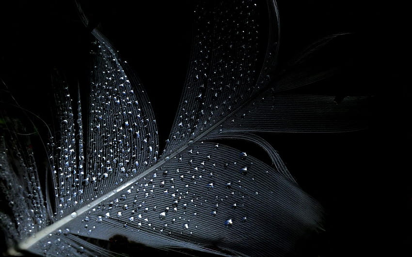 Black Feathers iPhone - Sheikhalove, Black and White Feather HD wallpaper |  Pxfuel