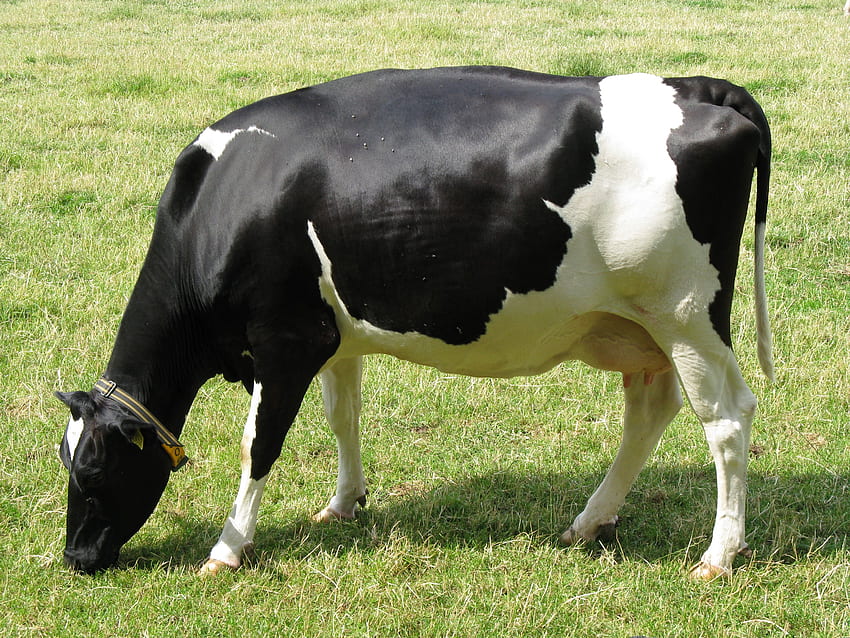 Top Holstein Friesian Cow Dealers in Krishna Nagar - Best Hf Cow Dealers  Bhopal - Justdial