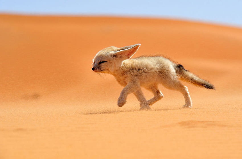 사하라 사막 여우. 모바일용 동물과 새 HD 월페이퍼