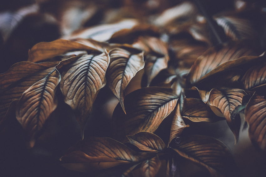 Blätter, Pflanze, Makro, Zweig, Adern HD-Hintergrundbild