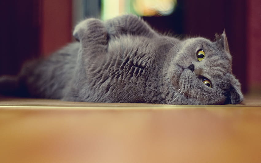 Cute Gray Kitty, Grey Cat HD wallpaper | Pxfuel