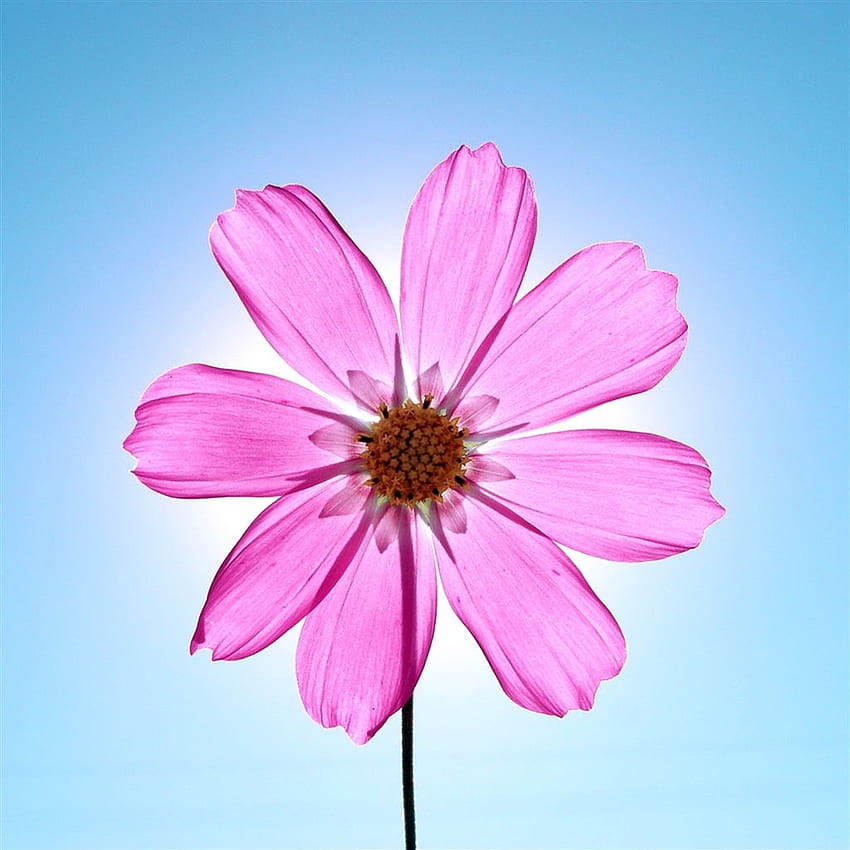 Macro Sunshine Crystal Pink Flower iPad Air - Garden Cosmos - HD тапет за телефон