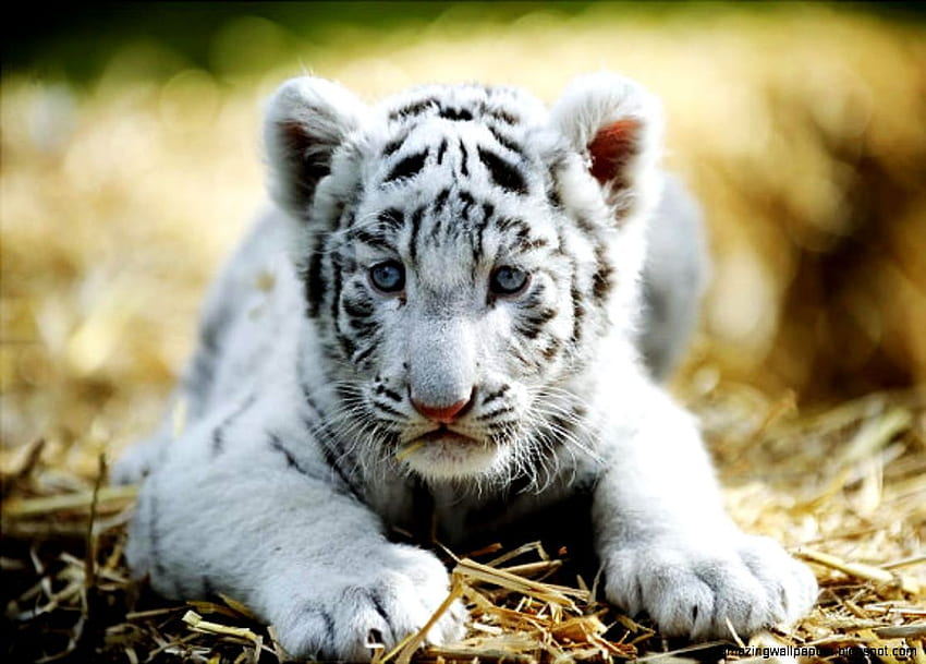 Naprawdę słodkie białe tygrysy Tapeta HD