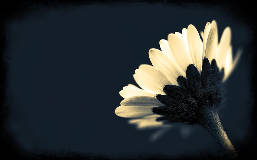 Flowers on Black Background, Aesthetic Flower Dark HD wallpaper | Pxfuel