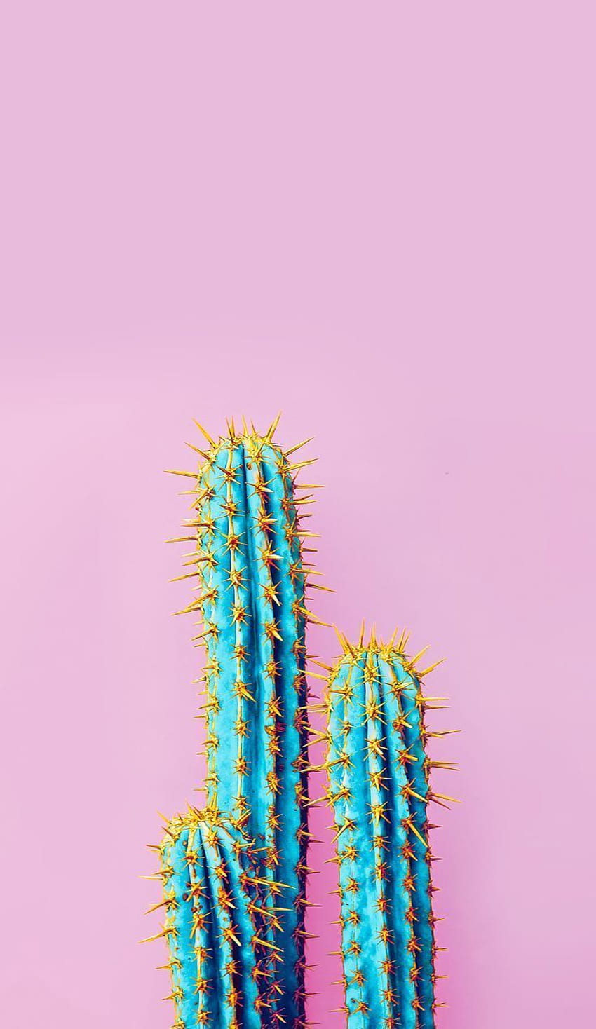 Blue & Yellow Cactus w / Pale Pink Background HD phone wallpaper