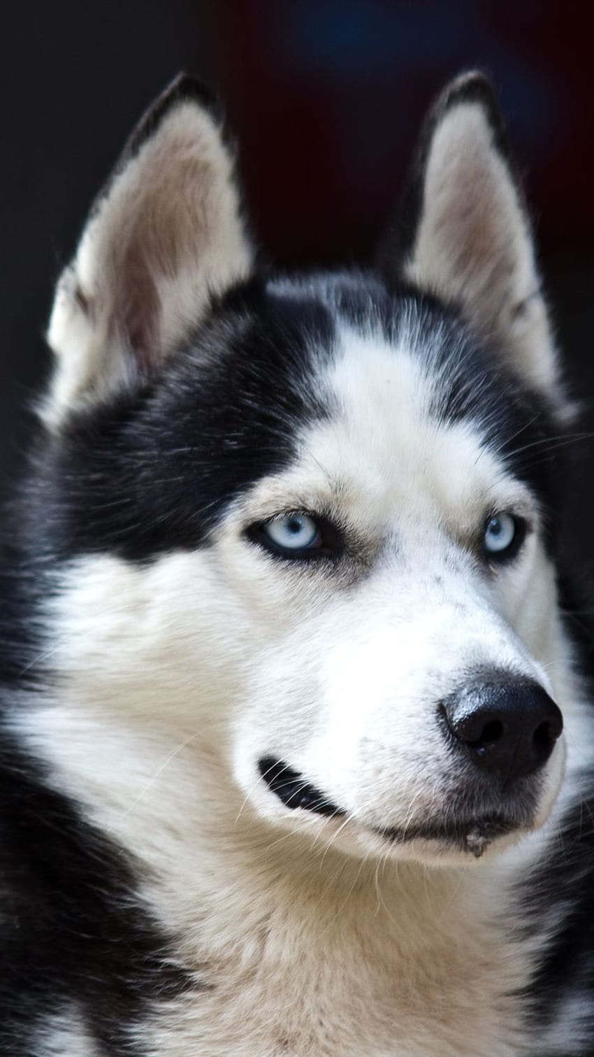 mata biru, serak, anjing, imut, putih, hitam, bahaya wallpaper ponsel HD