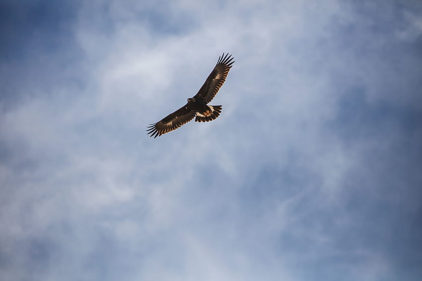 Tiere, Himmel, Vogel, Flug, Flügel, Adler HD-Hintergrundbild