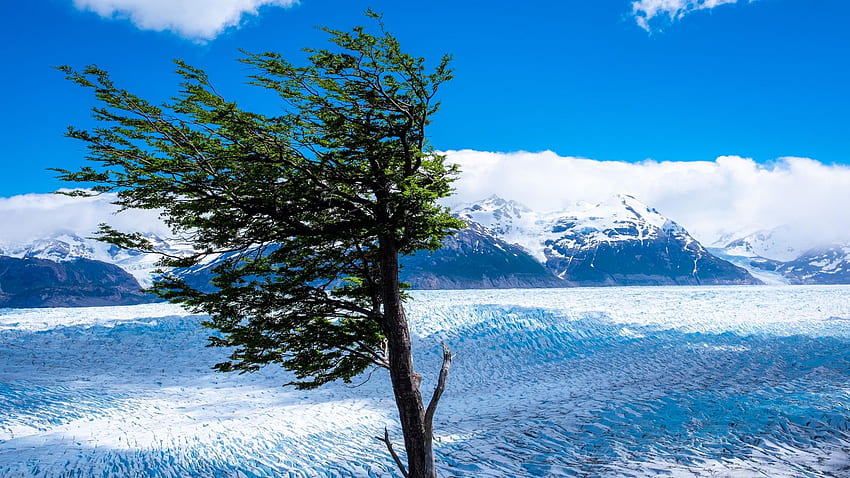 Grauer Gletscher, Nationalpark Torres del Paine, Chile, Hügel, Wolken, Himmel, Baum, Eis HD-Hintergrundbild