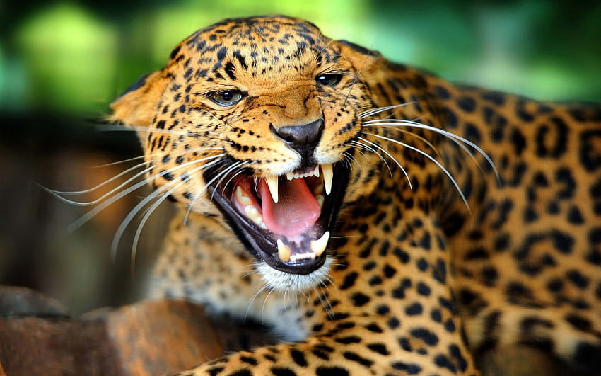Zwierzęta, gepard, uśmiech, drapieżnik, duży kot, wzrok, opinia Tapeta HD