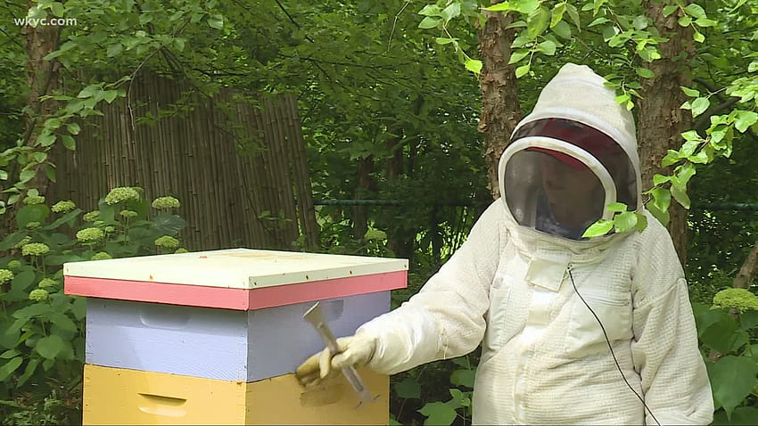 Doug Trattner esplora l'entusiasmo dietro l'apicoltura, Apiary Sfondo HD