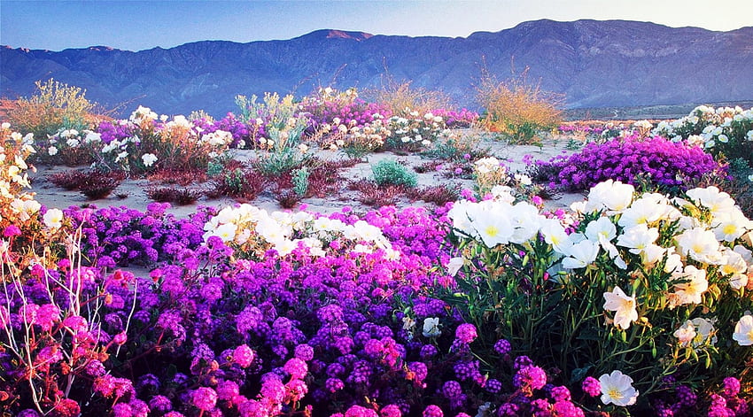 Beautiful Flowers On The Plateau, flores silvestres, roxo, branco, lindo, flores, primavera, montanhas papel de parede HD