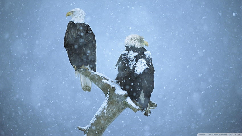 Bold eagles in a snow storm alaska, Snow Storms Pretty HD wallpaper
