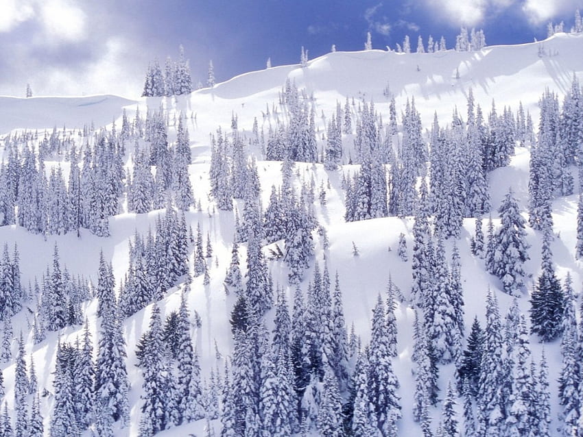 Борове, зима, бор, сняг, дървета, гора HD тапет