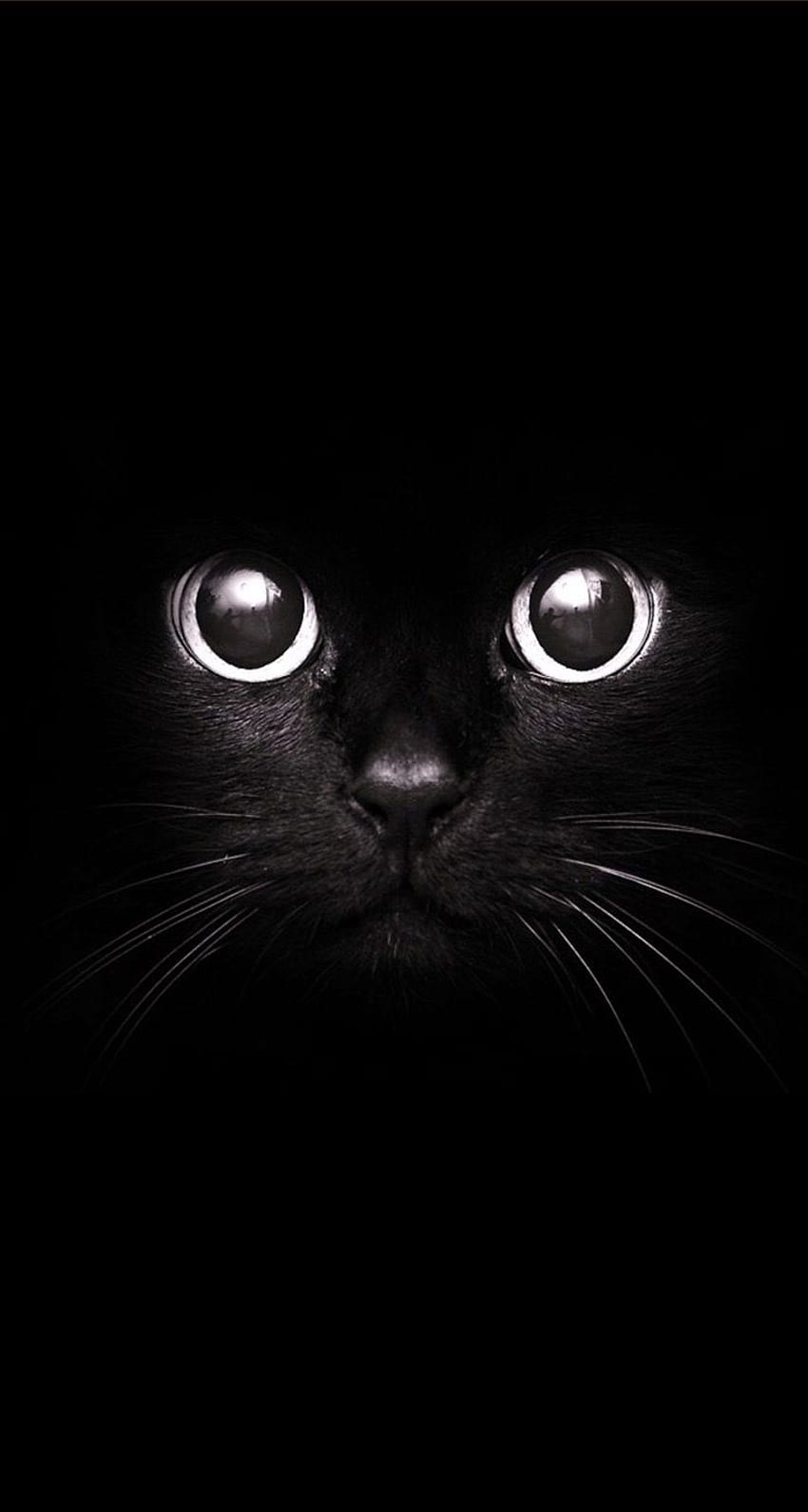 Cute Black Cat iPhone - 2021 iPhone 3D, Kawaii Cat Face Sfondo del telefono HD