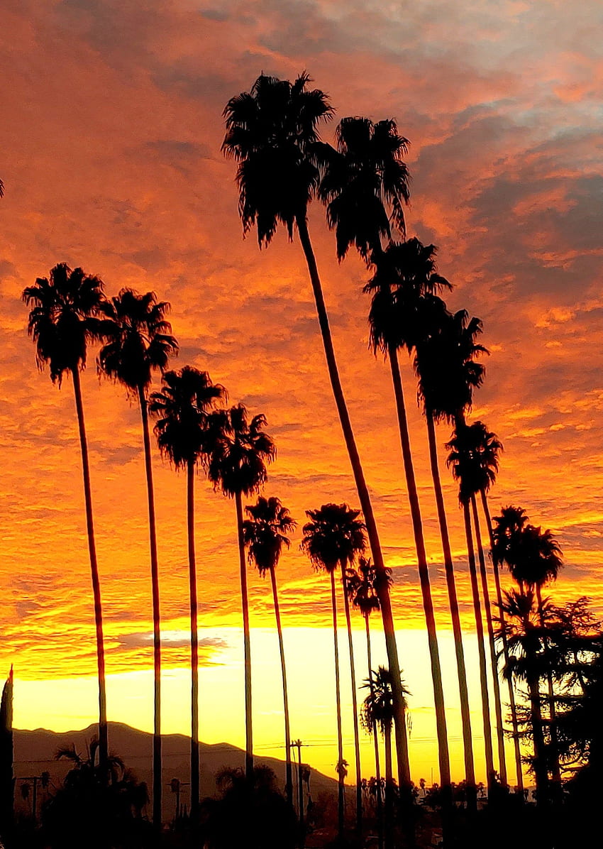 LA graphy Sunset with Palm Trees Dramatic Clouds. Etsy. California palm trees, Palm tree wall art, California HD phone wallpaper