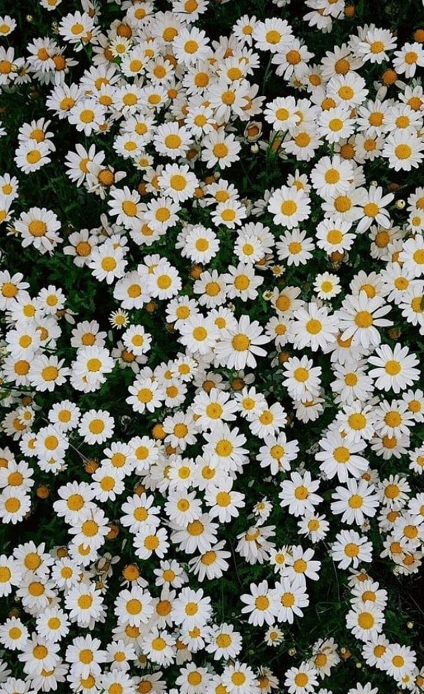Flowers, , And Yellow - Daisy iPhone HD phone wallpaper