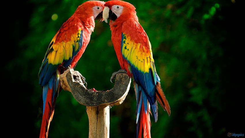 790 In Love Parrot Stock Photos Pictures  RoyaltyFree Images  iStock