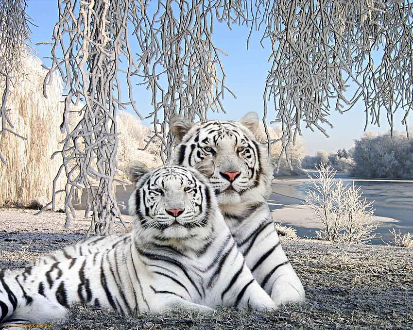 two cute baby tiger in trendy white baby HD wallpaper