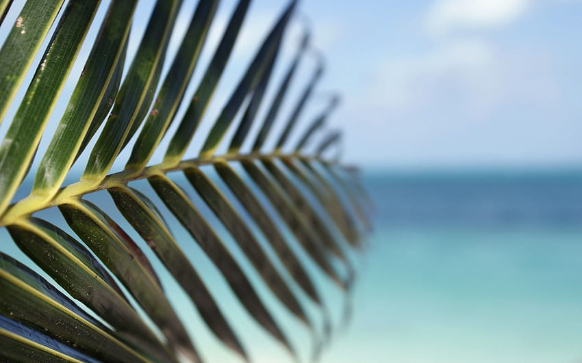Fullscreen, water Palm, Depth, Trees, Seas, Leaf, Tropical HD wallpaper