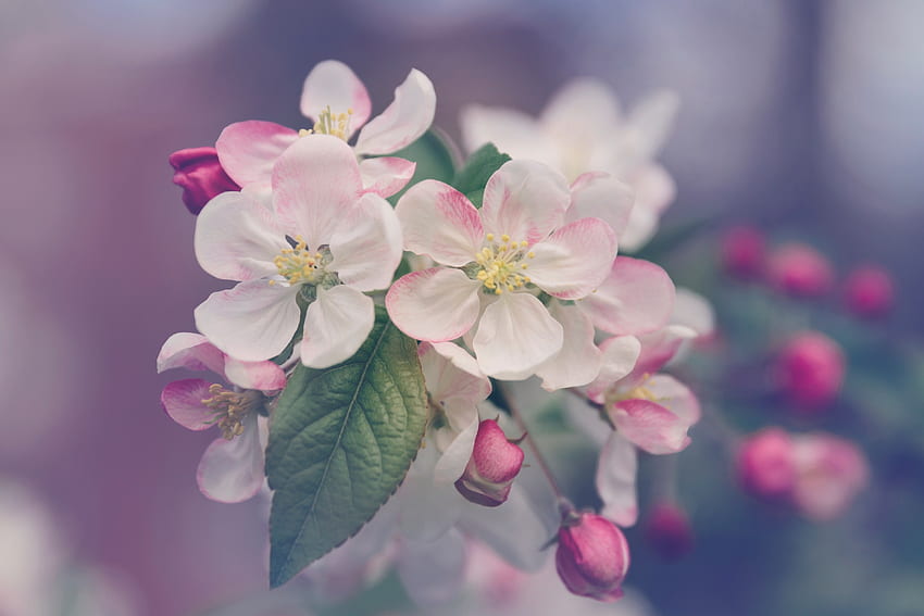 ออกดอก ดอกไม้ ไม้ ต้นไม้ บาน ฤดูใบไม้ผลิ วอลล์เปเปอร์ HD