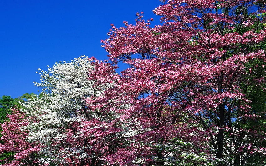 nature, fleurs, arbres, rose, bloom, floraison, printemps Fond d'écran HD