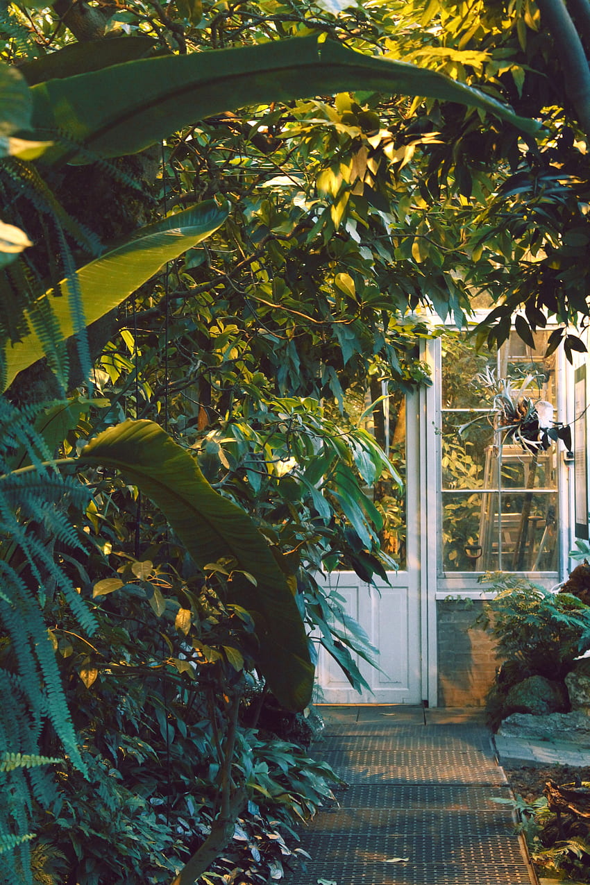 Plants, , , House, Window, Garden, Door HD phone wallpaper | Pxfuel