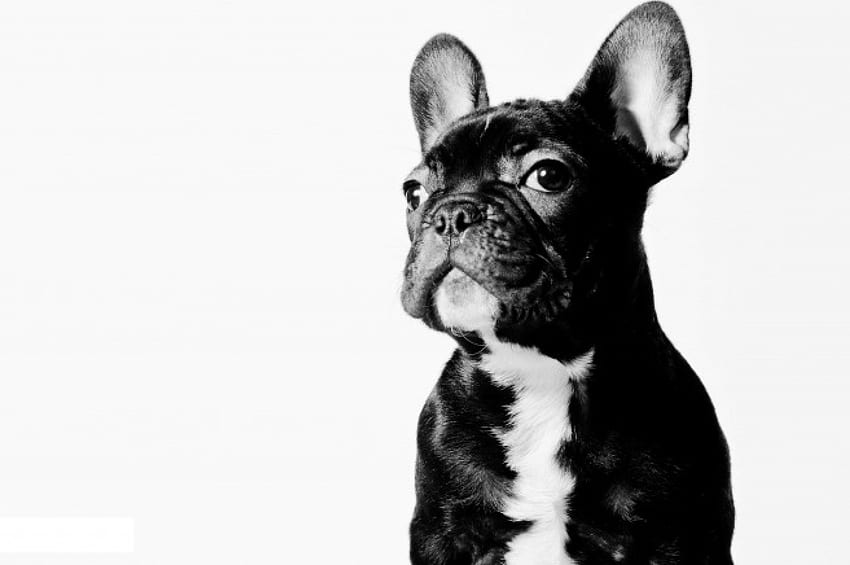French Bulldog, Puppies, Dogs, French Bulldogs, Dog, Puppy HD wallpaper