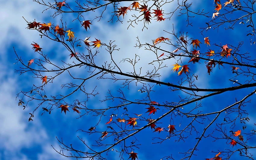 AUTUMN SKY, 가지, 가을, 하늘, 나뭇잎 HD 월페이퍼