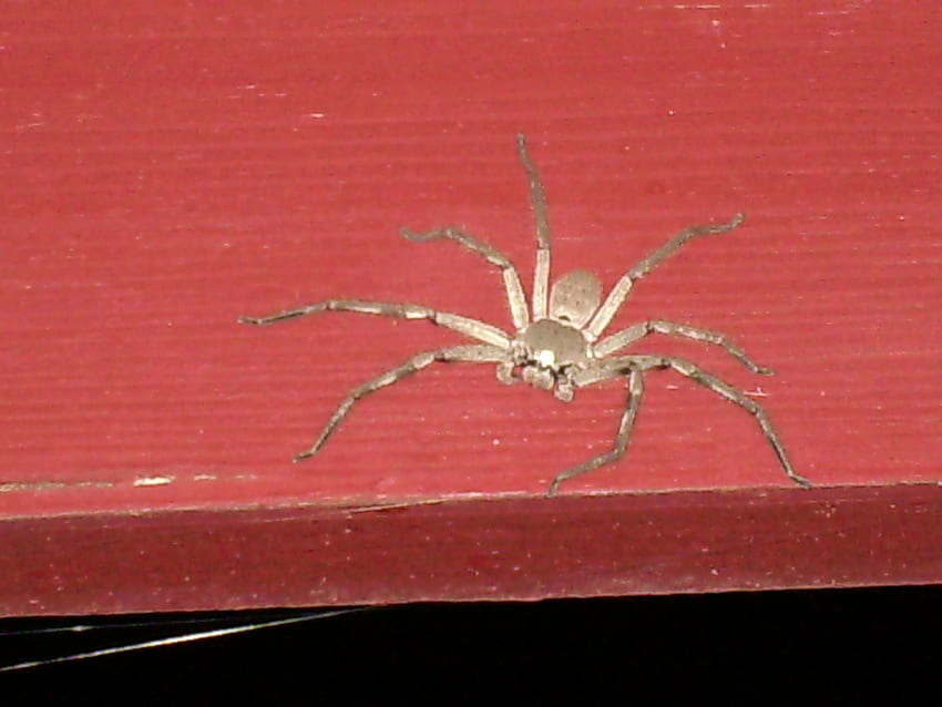 Spider Having Fun, spider web, spider, wood, red HD wallpaper