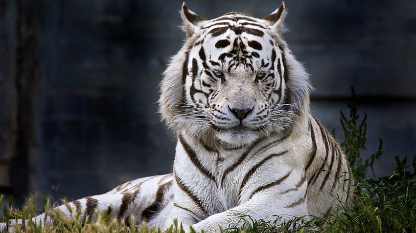 Tigre blanco, lindo tigre blanco fondo de pantalla | Pxfuel