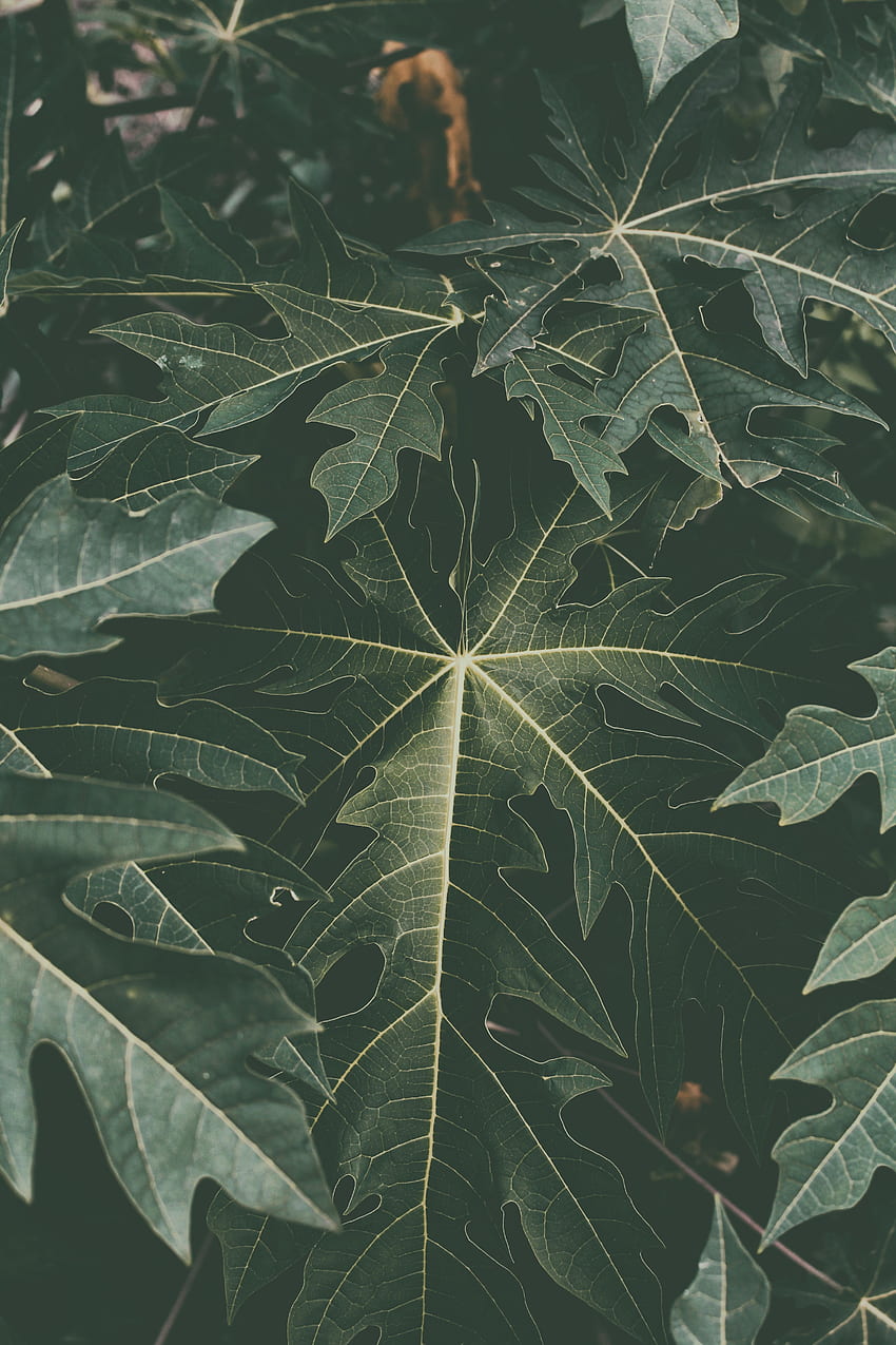 Natur, Blätter, Welken, Verblassen HD-Handy-Hintergrundbild