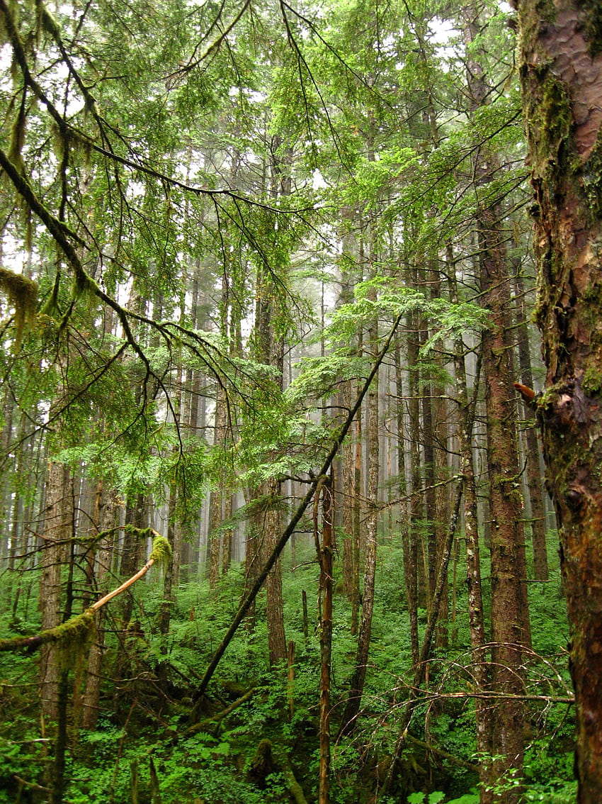 Alaska Rainforest Zipline iPhone 5 HD phone wallpaper