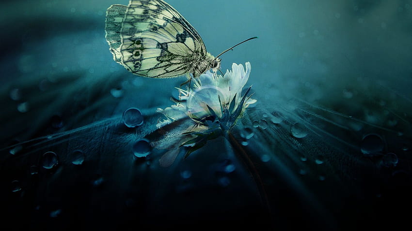 Hermosa mariposa naturaleza portátil completo, mariposas fondo de pantalla