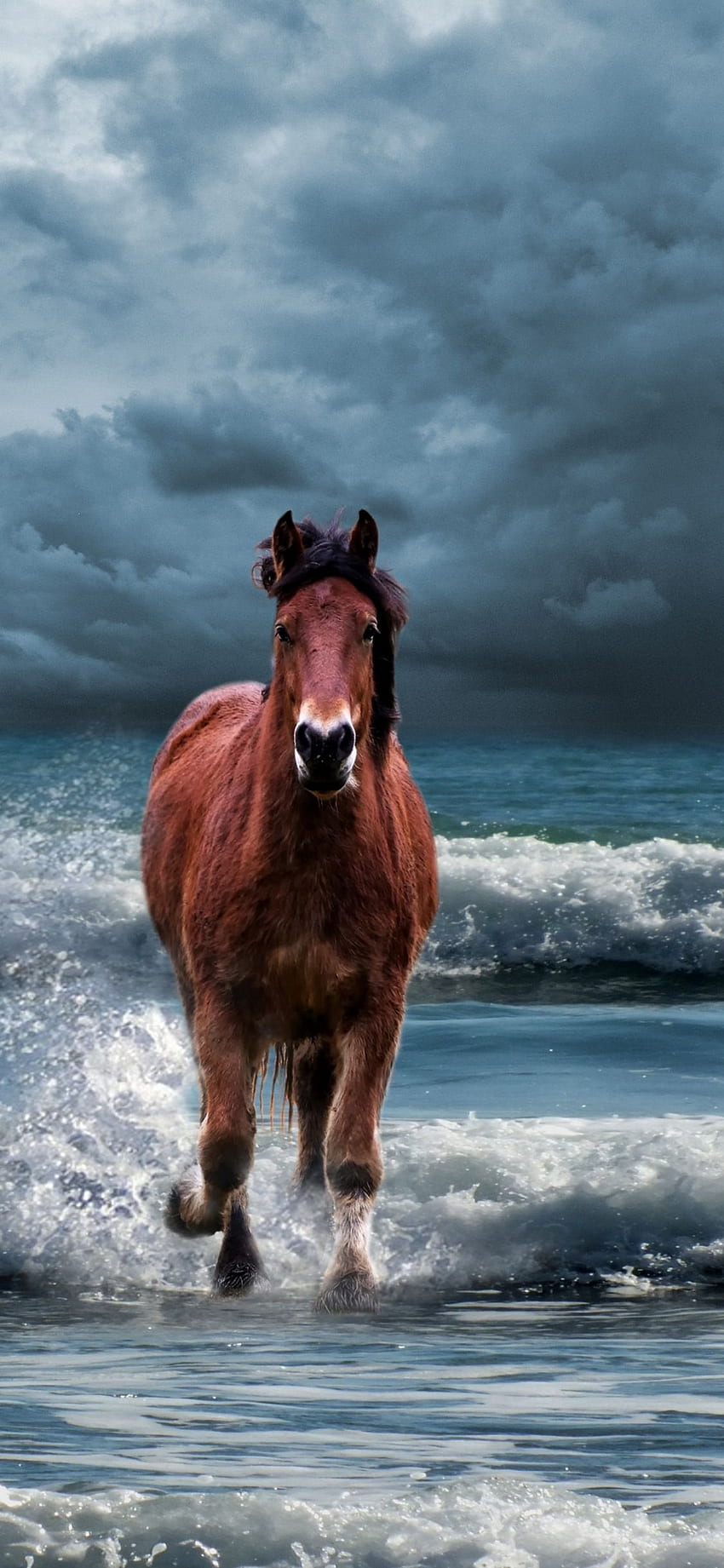 馬、走る、ビーチ、海の波、iphone HD電話の壁紙