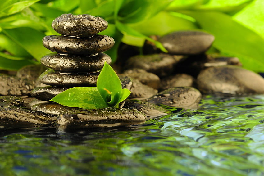 Spa stones and leaves, drops, nice, wet, reflection, greenery, water, beautiful, fresh, stones, still life, leaves, mirrored, pretty, green, spa, flowers, lovely HD wallpaper