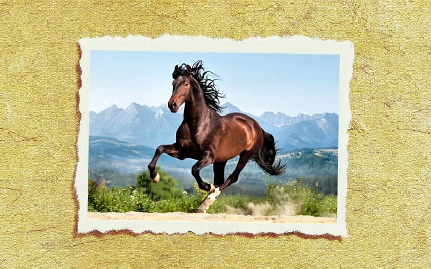 Galloping Andalusian 2, animal, horse, art, artwork, wide screen ...
