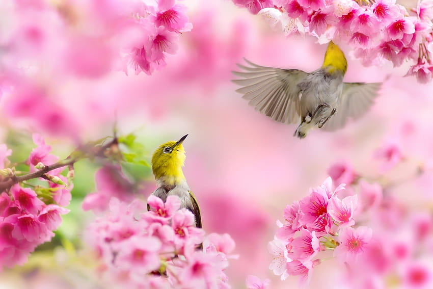 春 。 美しい自然, 美しい自然の春, 春, かわいい鳥の春 高画質の壁紙