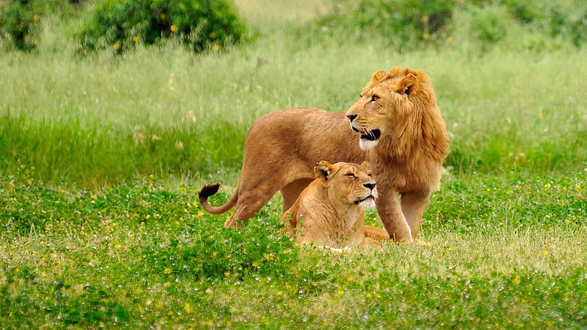 Animals, Grass, Field, Lion, Lioness, Family, Care HD wallpaper