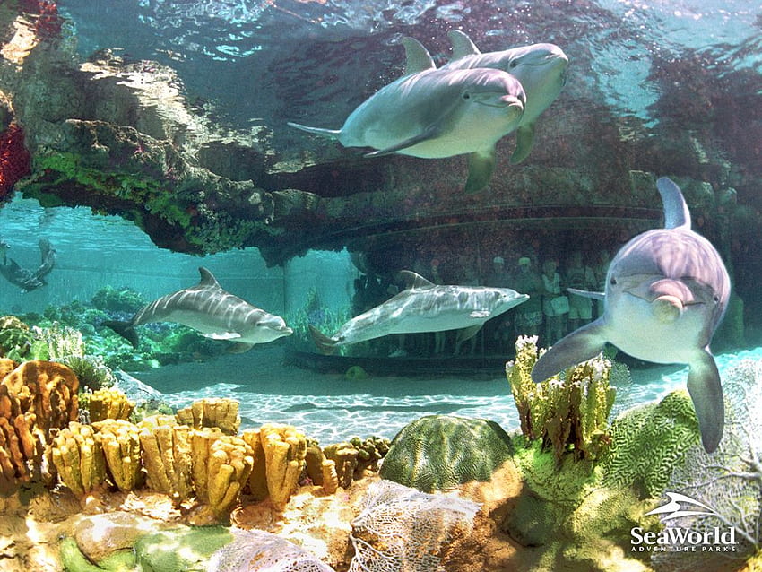Sea World Orlando. Monde de la mer Fond d'écran HD