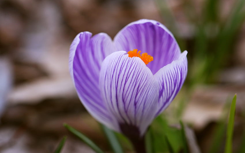 春が来る、紫、クロッカス、花、花びら 高画質の壁紙