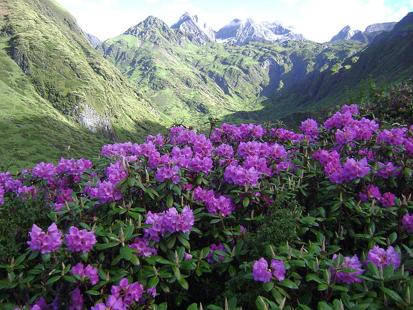 Dziki kwiat, kwiat, piękny, góry, dziki Tapeta HD