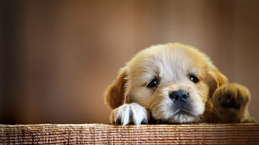 Puppy, Adorable, Dogs for Laptop HD wallpaper
